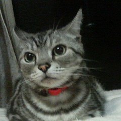 hinatanpoo's profile picture. youtubeライブで活動中
【7Days to Die】やってます❗
チャンネル登録よろしくです😆🎵🎵
猫吸い大好き、猫2匹の母親です。
最近、書道師範免許取得いたしました

#7daystodie #7DTD #ARK #猫吸い #MINECRAFT