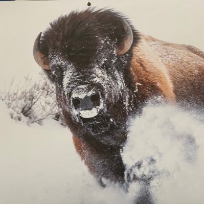 The bison in my profile is symbolic of survival. Please note I don’t own the photo! Sometimes my humor is a little dark. I will throw down!