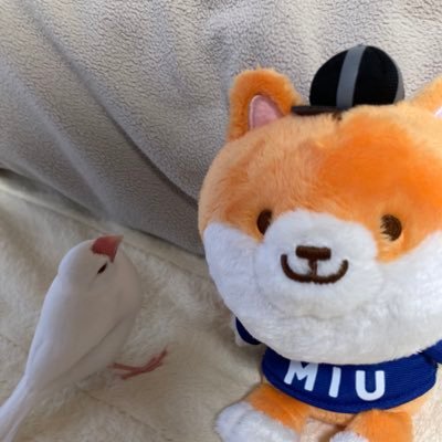 mikimikoyu's profile picture. 白文鳥のふくと暮しています。