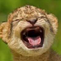 cyril (@kong8900) 's Twitter Profile