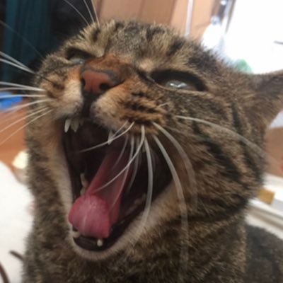 てん動画 Yukichi Ch Twitter てん動画 Yukichi Ch Twitter