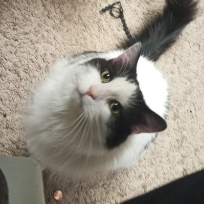 Native American, sometimes Game Developer, Video Game live-streamer on TwitchTV