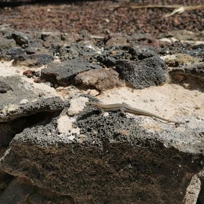 Supertopsi's profile picture. 