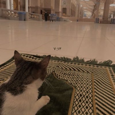 « Et ne désespérez pas de la miséricorde d'Allah. » {s12-v87}