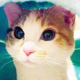 しましまの三毛猫「ベリ太郎」(女の子 本名ベリー)がつぶやきます。中の人などいないのです。画像・動画の無断転載、ダメ。ゼッタイ🤘🦊 ネコチャンなのでフォロバ&リプ返はきまぐれなのです ときどきムンムンも登場