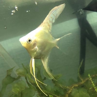 CrOCEMZBfgiaxyg's profile picture. 誰ぞの2ndアカ