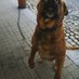 George Guedes White (@jorgebrancoos1) Twitter profile photo George Guedes White (@jorgebrancoos1) Twitter profile photo