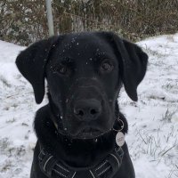 Steven Smith (@cvsks86) 's Twitter Profile