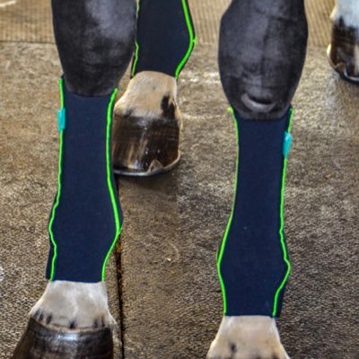 Anatomically correct compression bandages for horse legs. #equicrowncanada