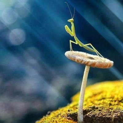 Luz20508203's profile picture. 