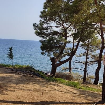 ShadiAlhalbi's profile picture. 