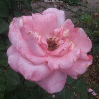 Nicjosa1's profile picture. Yak-3P