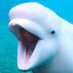 Mayo the beluga (@MayoTheBeluga) Twitter profile photo