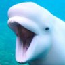 MayoTheBeluga's profile picture. From the river to the sea, Palestine will be free. 🇵🇸 
#FreePalestine