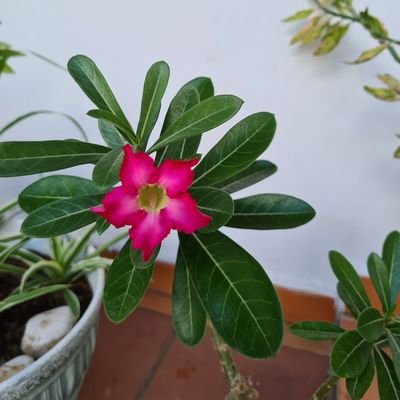 EdiNavarro4's profile picture. Me gusta aprender cosas nuevas, leo mucho y soy muy agradecida 💕