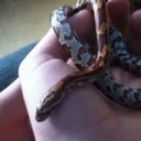 Josh lyne - @Ziggy_the_snake - Twitter