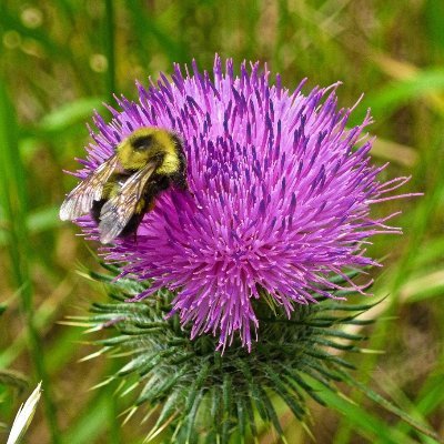 MindfulGardens5's profile picture. 