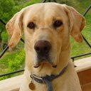 Tricia Giles - @StriglaTricia - Twitter