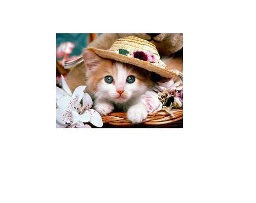 mehrikohankhaki's profile picture. 