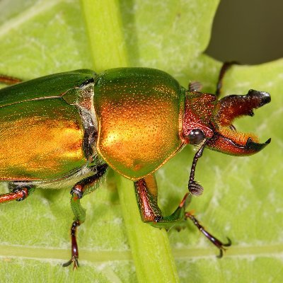 Red-pilled Nihilistic bug. Please don't squach. I mean no harm.