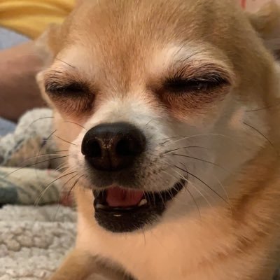 PIKENAS SALAHFUSLQN Tenho um chihuahua e um gatinho. também tenho um namorado mas da para perceber porque estou sempre a falar e a mostrar isso. BEIJINHOS BEBÉS
