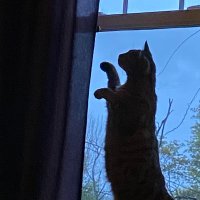 ResisterRN (@laurief40431180) 's Twitter Profile