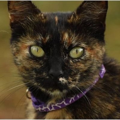 PamelaVieseS's profile picture. No dejes que la investigación eche a perder tu historia. Karl Kraus / Montevideo - Uruguay