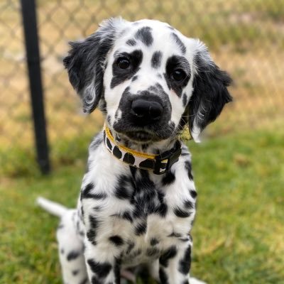 Xavi the LC Dalmatian