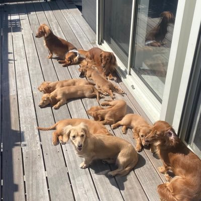 つむぎパパとかえでママから産まれた 可愛い子供達 りん らん るーの5人家族で仲良く暮らしてます👍よろしくお願いします‼️