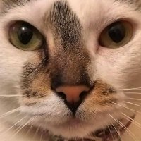 Alfonsa (@alfonsaa15) 's Twitter Profile