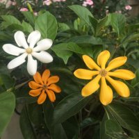 Yin Khut Pan (@mmt93503810) 's Twitter Profile