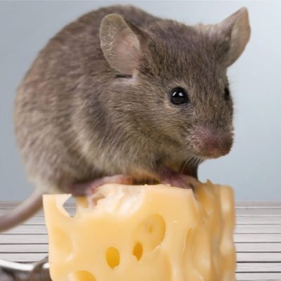 isitoncheese's profile picture. I’m a professional blind trader #cheddar