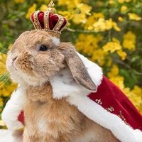 Mega Bunny 🐰👑(@Bunny2Hotty) 's Twitter Profile Photo