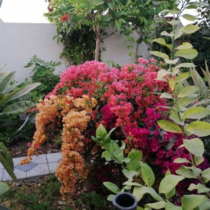 alisami7788's profile picture. 