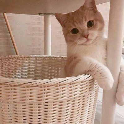 minisorchard's profile picture. 💭 shhh, you’ve entered wonderland 💭