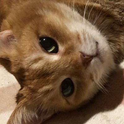 kumikumikumiko1's profile picture. ✨🇯🇵🏯⛩️🎋🌸🎏🎎🥋日本国と日本国民と日本国憲法ルールモラル日本の伝統、文化、精神、平和、愛　地球、自然壊す人絶対応援しません！売国奴議員、帰化議員公務員弁護士反対！🍀🌳🐈‍⬛🐈🩷🌸🌾🌞🐖🐄🐔🕊️🦌🐆🐳🐬🦭🦀🐟🐞🐝🍉🍈🍅🌽⛩️🗾🇯🇵🌏☄️🌝