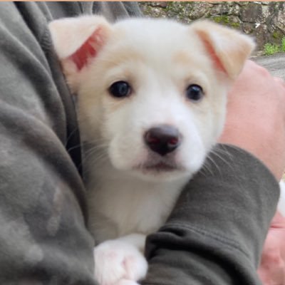 雑種犬くるみとfamily Life Kurumi Family Twitter 雑種犬くるみとfamily Life Kurumi Family Twitter