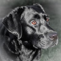 Heinz Kollmann (@heinzkollmann) Twitter profile photo