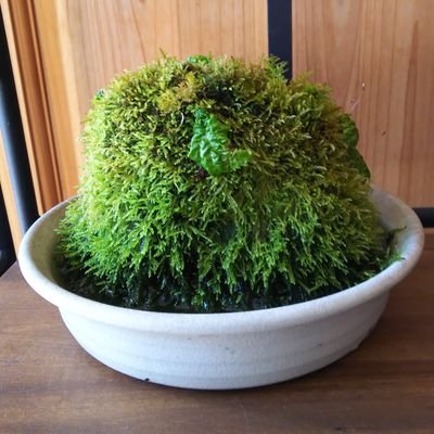 xvz123456789's profile picture. 医者になる夢を捨て、小説家になる努力を忘れ、憧れの自給自足を軽蔑し、群衆にまぎれてはや何世紀。今は言葉遊びを糧にしています。                                          
「中原中也、吉原幸子、宮本輝」を鑑賞中。