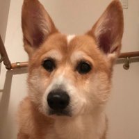 miou (@saku_rakis) 's Twitter Profile