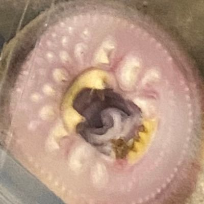 筑波大医学学位P 学振DC2 ヤツメウナギをはじめとした円口類を中心に進化生物学・バイオンインフォマティクスの研究をしています