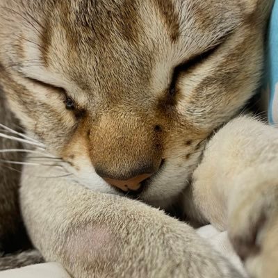 sirubaさんのプロフィール画像