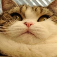 Chonky crypto (@cryptokehus) Twitter profile photo