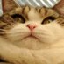 Chonky crypto (@cryptokehus) Twitter profile photo Chonky crypto (@cryptokehus) Twitter profile photo