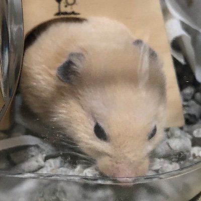 ミッチーさんのプロフィール画像