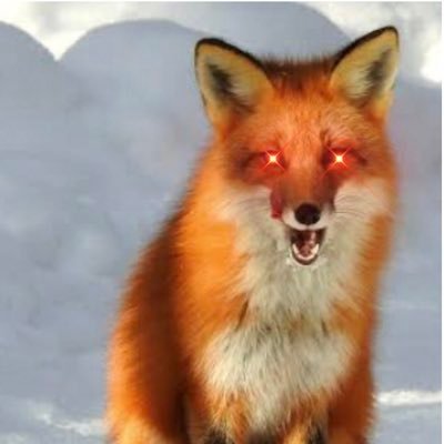 redfoxpunk's profile picture. Full time investor and AFL straight shooter.