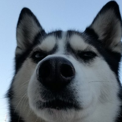 1Dardarman's profile picture. I'm so tilted