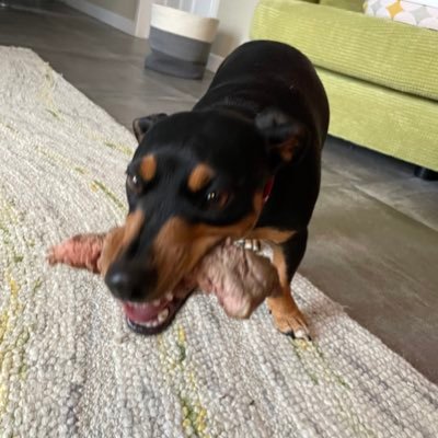 gurglingmilk's profile picture. 