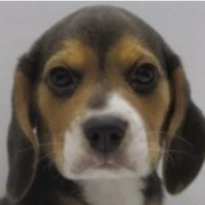 ワイは犬や思うてないエセ関西ビーグル犬の「まる」や。お付き合いの基本やけど、ビーグル&ワンコで頼んます。得体の知れへん輩はん&エロ垢はん、儲け話や投資系も興味あらへんから即ブロックお断りや。ようある海外系のお友達になりましょDMもお断り。基本ワイの目線(時々おとん)で、つぶ焼くさかい、宜しゅ頼んます♪