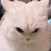 • Chalee • (@notmanowwww) 's Twitter Profile